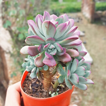 多肉植物大老桩巧克力小老庄悬崖桩多头群生肉肉大苗df 藕色 红稚莲