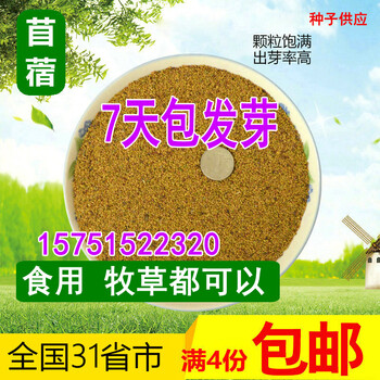 芽苗菜种子苜蓿芽种子紫花苜蓿草种子水培蔬菜苗盘菜阳台种植苜蓿一斤 图片价格品牌报价 京东