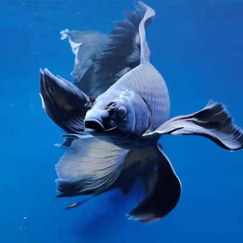 鲤黑金锦鲤镇宅风水鱼黑色活鱼冷水易活纯种长短尾 19-21cm两条黑彗星