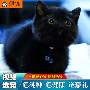 黑猫宠物新款- 黑猫宠物2021年新款- 京东