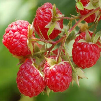 红树莓种子耐冬耐冻无籽覆盆子种子阳台盆栽乌泡子种籽水果种子 红