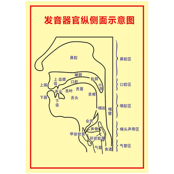 发音器官图解宣传画海报挂图发音矫正口腔示意图墙贴画覆膜防水贴纸ws