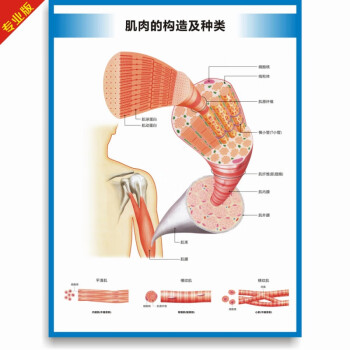 人体肌肉挂图全身人体肌肉图解剖图结构图人体运动图高清医学健身教学