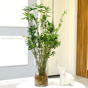 水培米竹植物室内盆栽小型凤尾竹盆景桌面绿植微水养竹苗观赏竹子 50