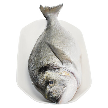 厚今海鲜冰鲜金头鲷海中珍宝皇家鲷鱼刺身鱼坏单包赔新鲜到家750克条