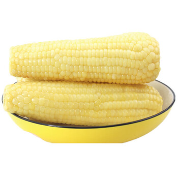 晨臻 金良玉地 230g/支 玉米穗康玉米白糯新鲜糯玉米白糯新鲜粘糯微甜