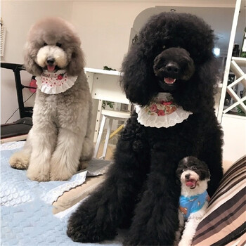 伊宠巨贵犬幼犬巨型贵宾犬大型犬泰迪(红色/白色/灰色/香槟色) sss级