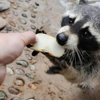 佐米奴纯养殖繁殖全款小浣熊全齐粘人可爱活泼 进口小浣熊【图片 价格