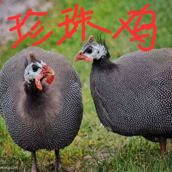 仟芸散养珍珠鸡即将下蛋珍珠鸡母鸡积鸡重真珠鸡成年3到4斤超大真珠鸡