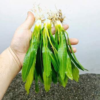 墨一大叶绿九冠皇冠草大型鱼缸造景水草阴性好养易活生长快无 15-20cm