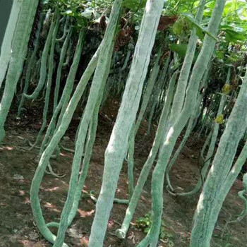 特大特长蛇豆种子 高产蛇豆长豆角丝瓜春秋冬季四季播蔬菜籽种 原厂彩包 5包 图片价格品牌报价 京东