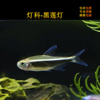 促銷燈科魚集錦紅綠燈三角鑽石觀賞魚熱帶魚魚苗黑燈活體寵物活體