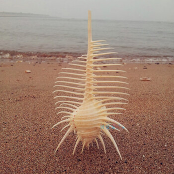 10-11cm维纳斯骨螺鱼缸造景地台装饰拍摄道具 海螺贝壳摆件t 贝壳摆件