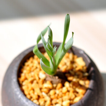 木繁 宽叶弹簧草 奇异稀有球根植物球根4cm大母本裸根不带土 图片价格品牌报价 京东