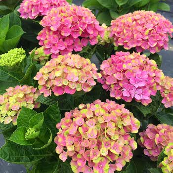 重瓣大花绣球八仙花圆锥乔木绣球花苗无尽夏万花镜花手鞠革命薄荷魔幻珊瑚不含盆 图片价格品牌报价 京东