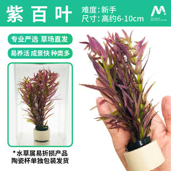 鱼缸造景懒人水草植物活体淡水套餐莫斯水榕懒人前中后景水草紫百叶带沉底杯 图片价格品牌报价 京东