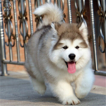 麦比佳阿拉斯加犬幼犬纯种大骨架巨型阿拉斯加犬活体熊版阿拉雪橇犬巨大型狗狗灰色黑色红棕色阿拉斯加狼版a 精品级公 图片