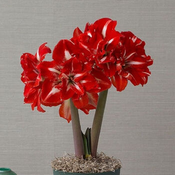 朱顶红种球现货重瓣超大多年生花卉四季室内阳台庭院盆栽植物 双龙 11