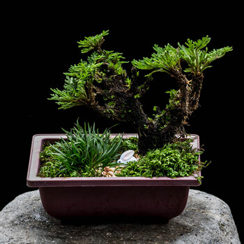 坪草卷柏九死还魂草金钱菖蒲苔藓办公室桌面微小四季常青盆景盆栽