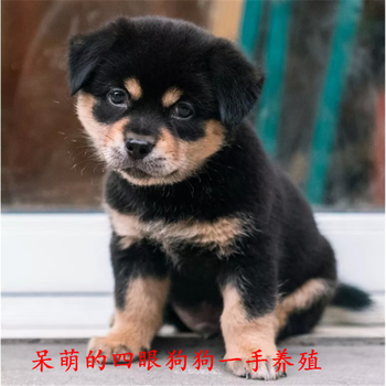 麦基乐 中华田园犬四眼狗大黄纯黑纯黄混血德牧幼犬看家护院土狗活体【图片 价格 品牌 报价】-京东