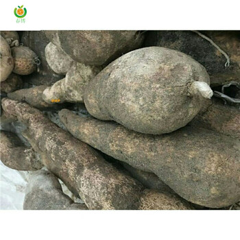 云南特产洋丝瓜根农家自种新鲜蔬菜洋瓜佛手瓜根 寿