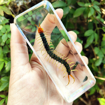 昆虫标本真虫甲虫蜘蛛锹甲天牛蝎子蜈蚣螃蟹螳螂标本摆件 巨型绿蜈蚣