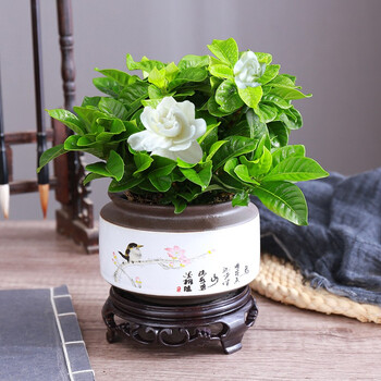 花苞四季开花家庭卧室室内办公室盆栽含底座精品栀子花鸟语花香陶瓷盆