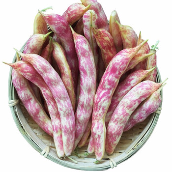 黄金勾农家家雀蛋面豆角 东北特产八月忙豆角 2kg 黄金钩油豆角 新鲜