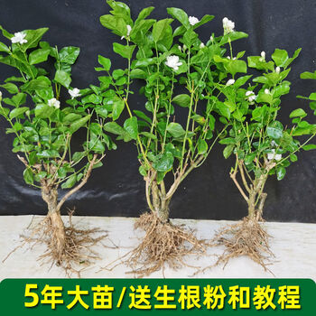 茉莉花盆栽老桩四季室内外观花植物重瓣茉莉花苗阳台庭院花卉盆景5年苗3棵 图片价格品牌报价 京东