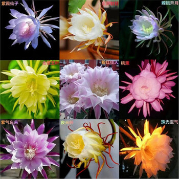 月下美人昙花籽 盆栽阳台 -量大联系客服 g款  混色  9种颜色 种子88