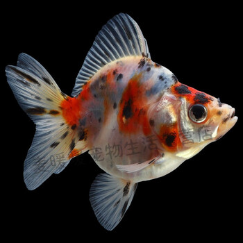 尾高背鎏金活体鱼好养耐活冷水淡水观赏鱼小金鱼苗 9-10cm樱花鎏金1条