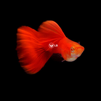 ajaj孔雀鱼活体纯种精品大背血红全红凤尾鱼观赏鱼热带鱼自家繁殖宠物