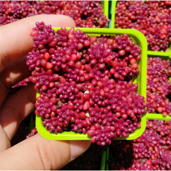 多肉植物科中种类香蕉魔南紫米粒一盆裸根不带土 图片价格品牌报价 京东