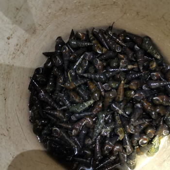 广西新鲜山坑螺 钉螺 长螺 石螺黑螺 坑螺 4斤中小个