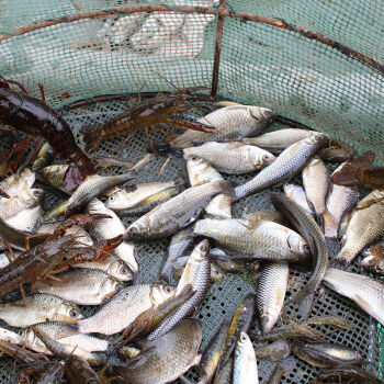 lism新鮮野生麥穗魚小河魚羅漢魚食蚊魚現殺小雜魚微山湖淡水魚柳條魚