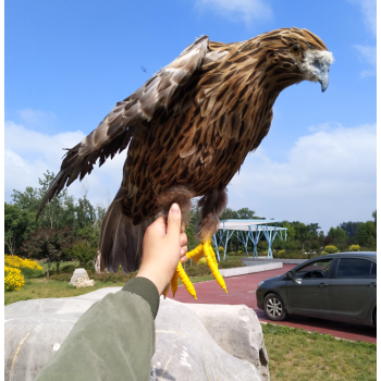 仿真羽毛展翅灰色老鷹園林櫥窗展示擺件大堂影視道具田園驅鳥模型