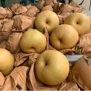 丰水梨 新鲜采摘  圆黄梨  莱阳秋月梨 秋月梨4.5斤4-6个