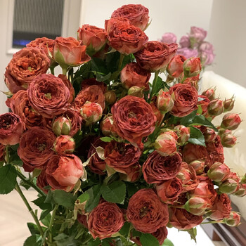 多头泡泡玫瑰鲜花云南基地直发插花昆明直批玫瑰花2束顺丰巧克力泡泡