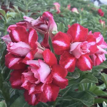 畅沙漠玫瑰盆栽重瓣花卉花苗观花盆栽室内四季开花耐热耐干 富贵牡丹