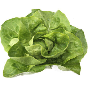 臻藓钰奶油生菜波士顿生菜 新鲜蔬菜沙拉食材 顺丰 奶油生菜1斤尝鲜装