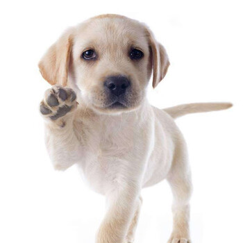 拉布拉多幼犬活体狗纯种宠物狗狗拉布拉多小q导盲犬幼崽高品质白色母