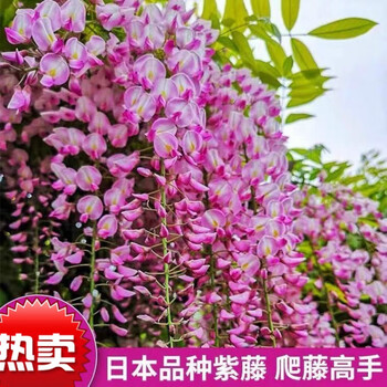 紫腾花树长穗紫藤萝藤蔓树苗盆栽老桩四季开花庭院秋颖长穗紫藤粉5年1 4cm粗 挂满枝头 图片价格品牌报价 京东