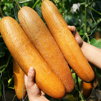 种菜记麻皮老黄瓜种子东北麻皮老品种大黄皮黄瓜种籽黄瓜种农家蔬菜种