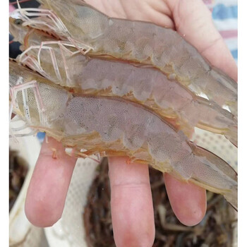 荣郁 南美白对虾苗 淡水虾苗养殖 基围虾苗 活体虾苗一代对虾苗 明虾