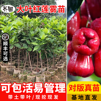 莲雾果树价格报价行情- 京东