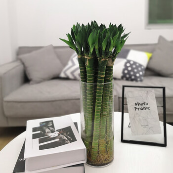 多头竹龙竹-75厘米-8棵 下单营养液 含盆