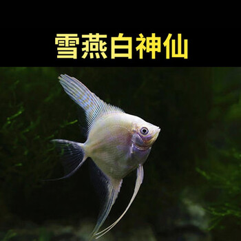 燕鱼魔鬼熊猫神仙热带鱼燕子淡水观赏鱼活体 雪燕白神仙肉身4-6cm/1条