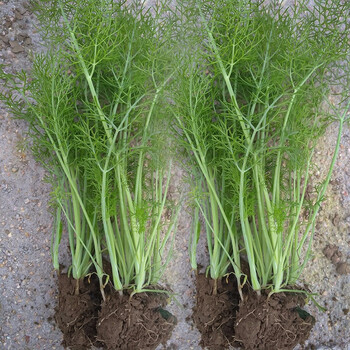 寿禾割茬小茴香种子大茴香苗回香菜荤香春季播种阳台四季盆栽蔬菜莱种