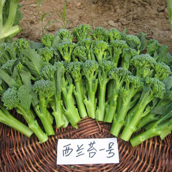 寿禾西兰花种子耐寒优秀田园种植西兰苔春季播种农家蔬菜四季播青菜西蓝花菜种子菜籽种籽西兰苔种子5g装 图片价格