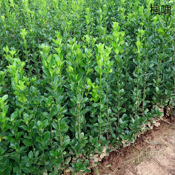 芗苒北海道黄杨围墙篱笆植物大叶树苗四季常青耐寒庭院绿篱树工